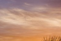 March Geese V